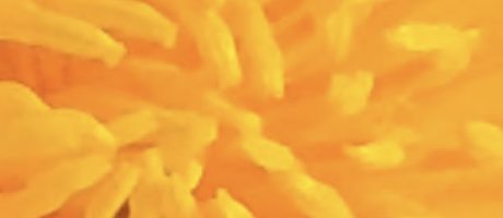 Traumafolgentherapie in der integrativen Gestalttherapie_Feb-Nov´26